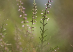 Oryginalny obrazek