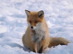 Oryginalny obrazek