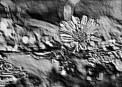 Skamielina