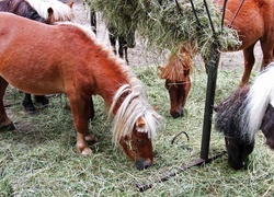 Oryginalny obrazek