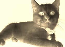 Sepia + Negatyw