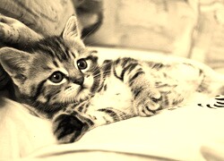 Szary + Sepia