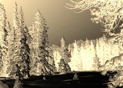 Sepia + Negatyw