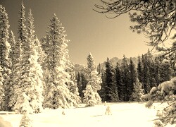 Szary + Sepia