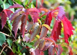 Oryginalny obrazek