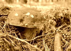 Sepia