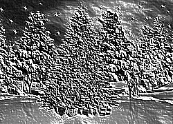 Skamielina