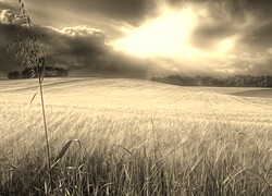 Szary + Sepia