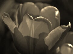 Szary + Sepia