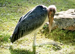 Oryginalny obrazek