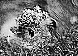 Skamielina
