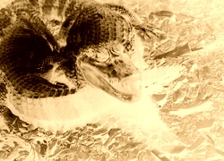 Sepia + Negatyw