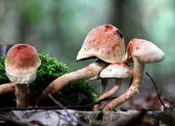 Oryginalny obrazek