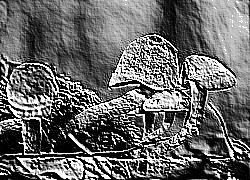 Skamielina