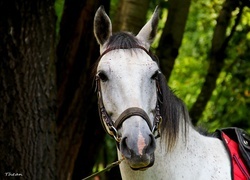 Oryginalny obrazek