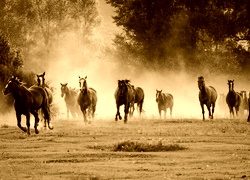 Sepia