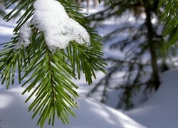 Oryginalny obrazek