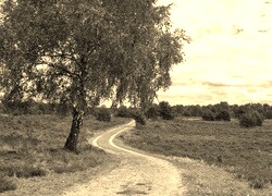 Szary + Sepia
