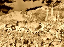 Sepia + Negatyw