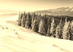 Szary + Sepia