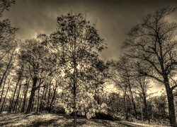Sepia