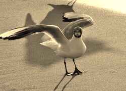 Szary + Sepia