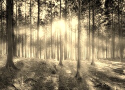 Szary + Sepia