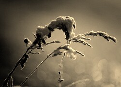 Szary + Sepia