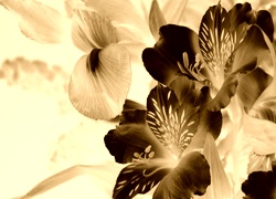 Sepia + Negatyw