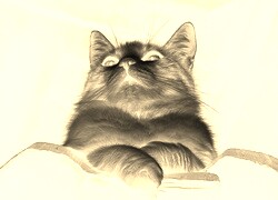 Sepia + Negatyw