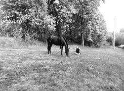 Szary + Sepia