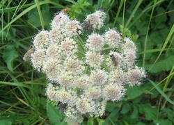 Oryginalny obrazek