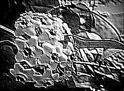 Skamielina