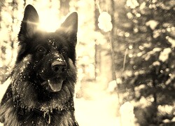 Sepia