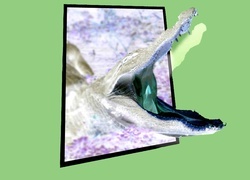 Negatyw