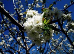 Oryginalny obrazek