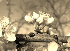 Szary + Sepia
