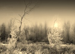 Sepia