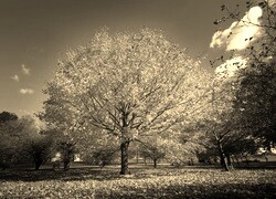 Szary + Sepia