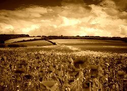 Sepia