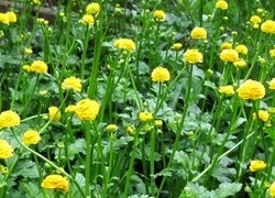 Oryginalny obrazek
