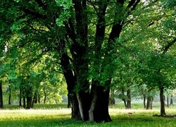 Oryginalny obrazek