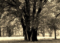Szary + Sepia