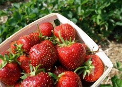 Oryginalny obrazek