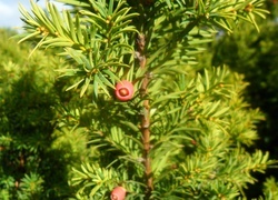 Oryginalny obrazek