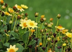 Oryginalny obrazek