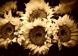 Sepia