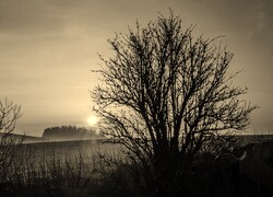 Szary + Sepia