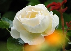 Oryginalny obrazek