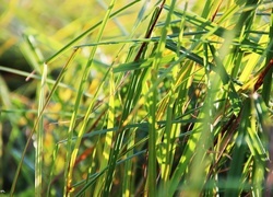 Oryginalny obrazek